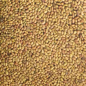 Organic Alfalfa Sprouting Seeds, 150 g