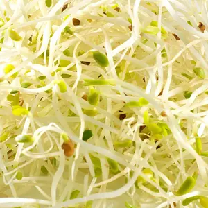 Organic Alfalfa Sprouting Seeds, 150 g