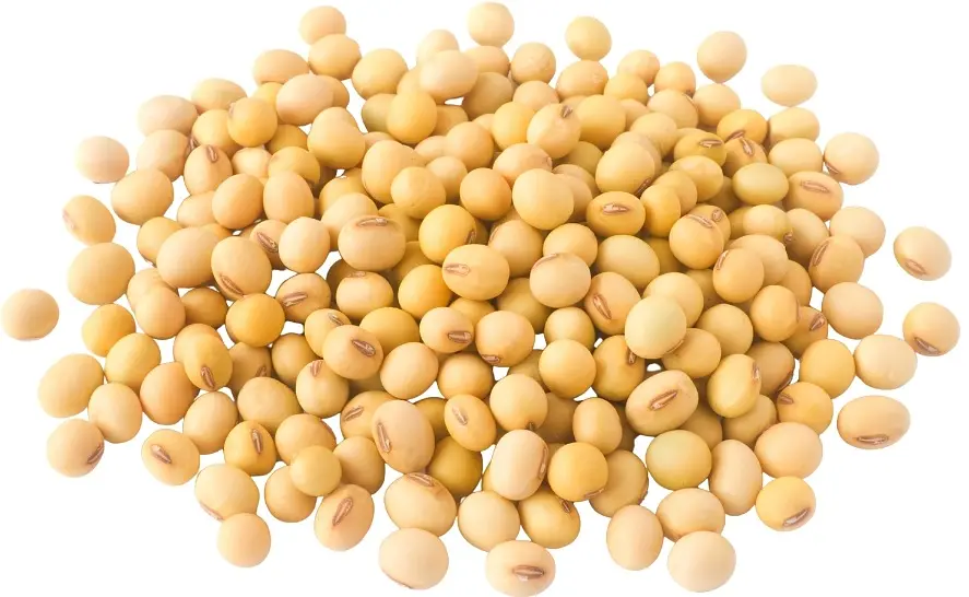 Soybeans Unhulled Bulk Buy Organic