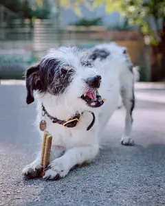 VEGDOG Mobilities, 115 g