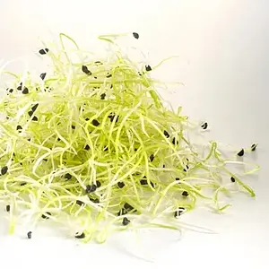 Graines à germer Oignon Germline Bio, 50 g