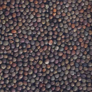 Graines à germer Mix 4 Radis Bio, 100 g