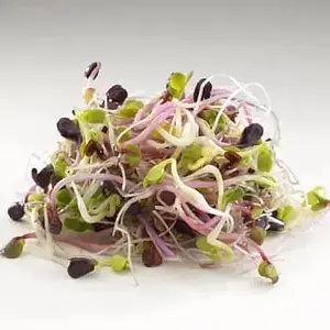 Graines à germer Mix 4 Radis Bio, 100 g