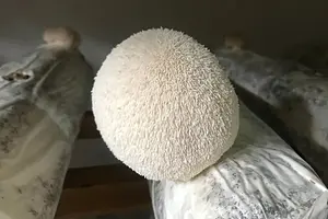 Extrait liquide de champignon médicinal Crinière de lion Bio, 100 ml