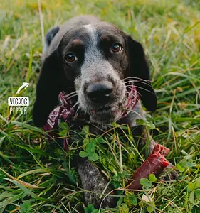 VEGDOG CHEVVIES XL, 200 g